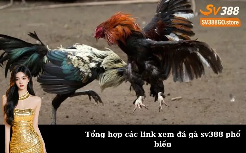 Tổng hợp các link xem đá gà sv388 phổ biến