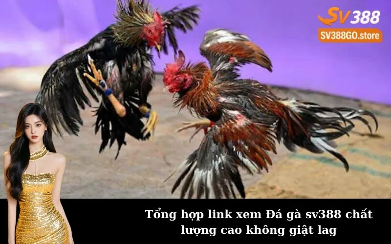 Tổng hợp link xem Đá gà sv388 chất lượng cao không giật lag